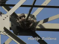 Slechtvalk [Falco peregrinus]